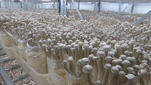 安龍工廠化立體栽培食用菌提質增效與菌種進出口發展