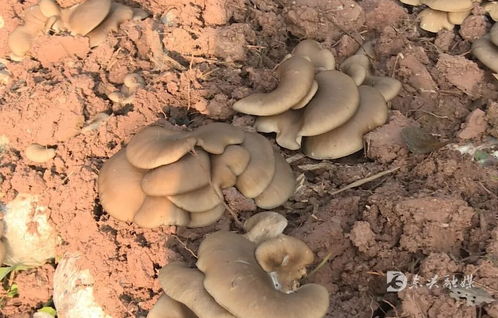 東興區(qū)精準服務護航返鄉(xiāng)入鄉(xiāng)創(chuàng)業(yè)企業(yè)發(fā)展 以食用菌菌種進出口專項行動解民憂