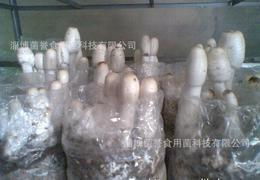 食用菌菌種供應全攻略 從批發、價格到進出口的詳細指南