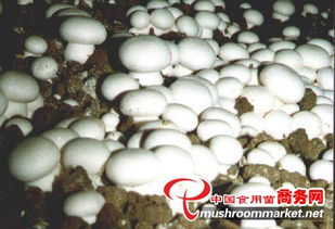 山東食用菌菌種進出口 產業優勢、政策機遇與市場前景