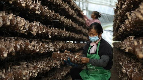 施甸縣創新菌種全產業鏈發展模式 認領、回購、售種與助銷助推食用菌產業國際化