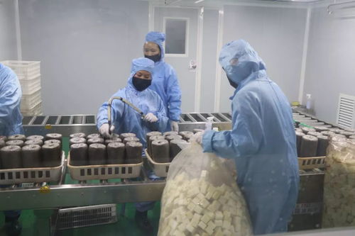 加大研發力度，發展優質食用菌產品，促進菌種進出口繁榮