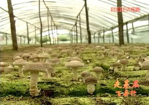 2015年河北進出口食品平穩增長，食用菌菌種貿易表現亮眼