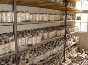 慶元縣食用菌科研中心 香菇菌種“慶元9015”與“花菇939”產品報價及進出口業務解析